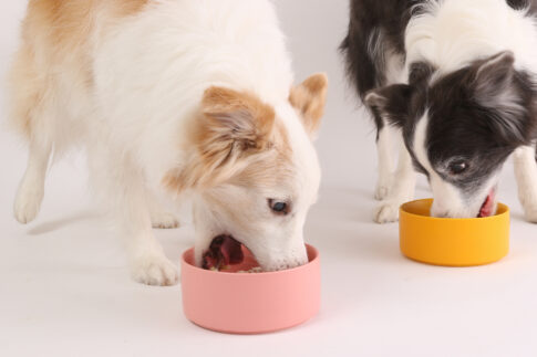 エサを食べている2匹の犬