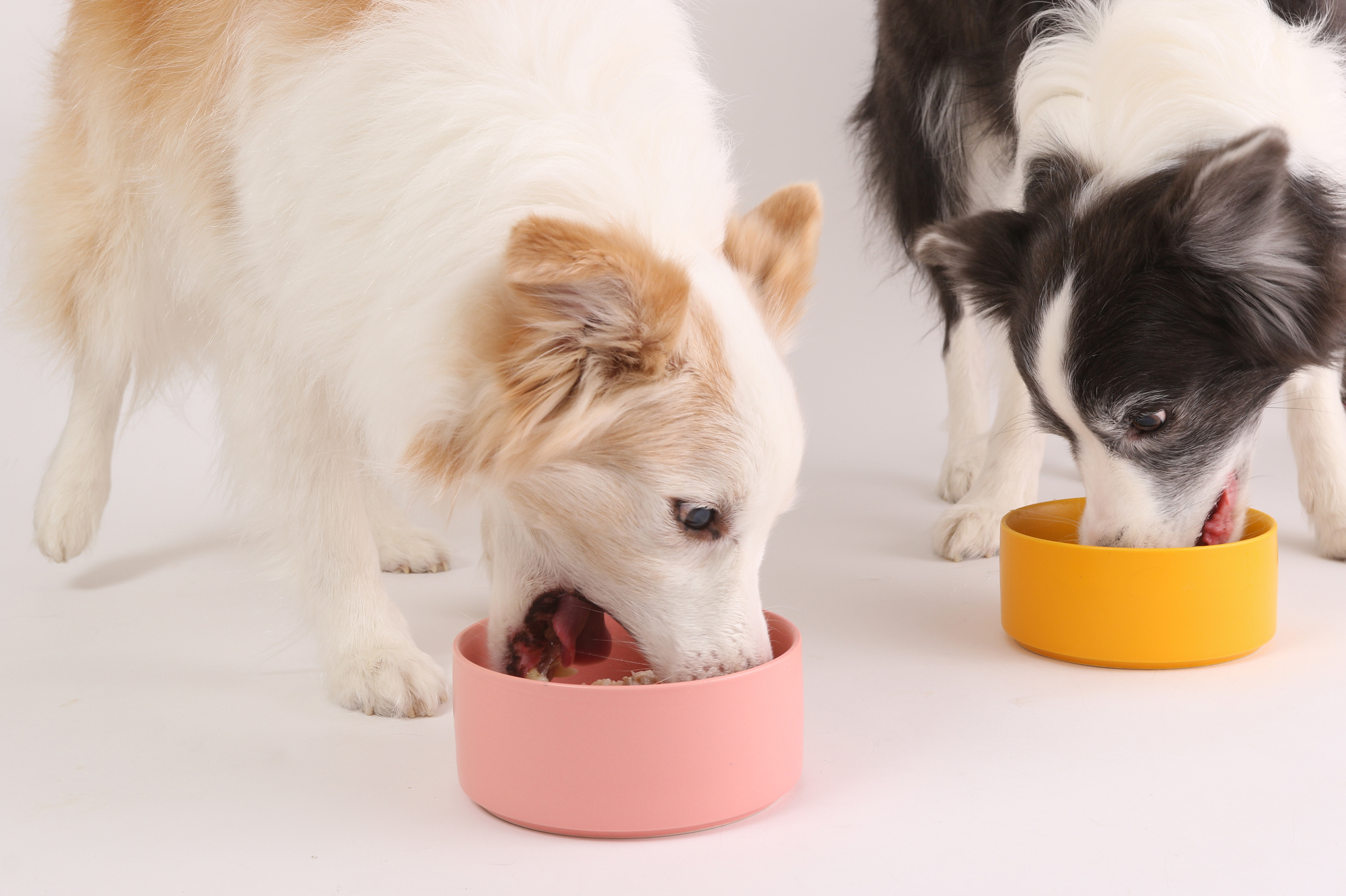 エサを食べている2匹の犬