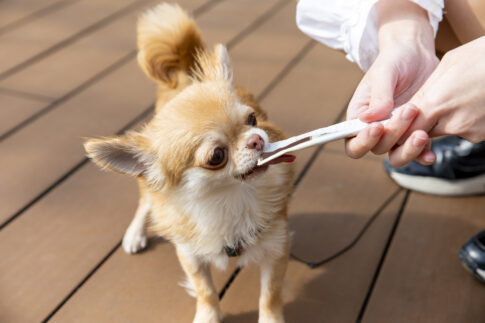 チュールを食べている犬