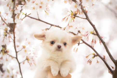 桜を背景に持ち上げられているチワワ