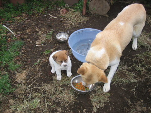 親子でエサを食べる