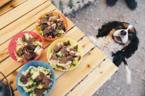 机の上のご飯を覗く犬