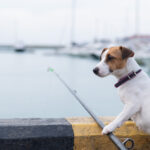 釣竿を持つ犬