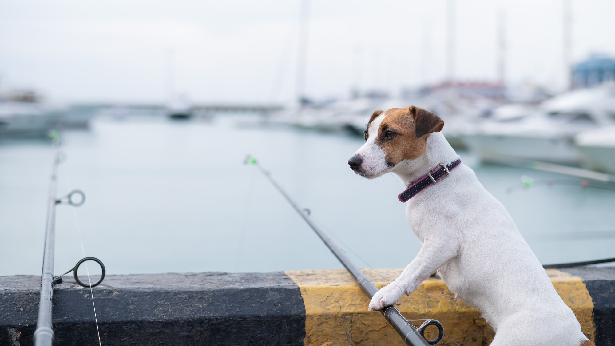 釣竿を持つ犬